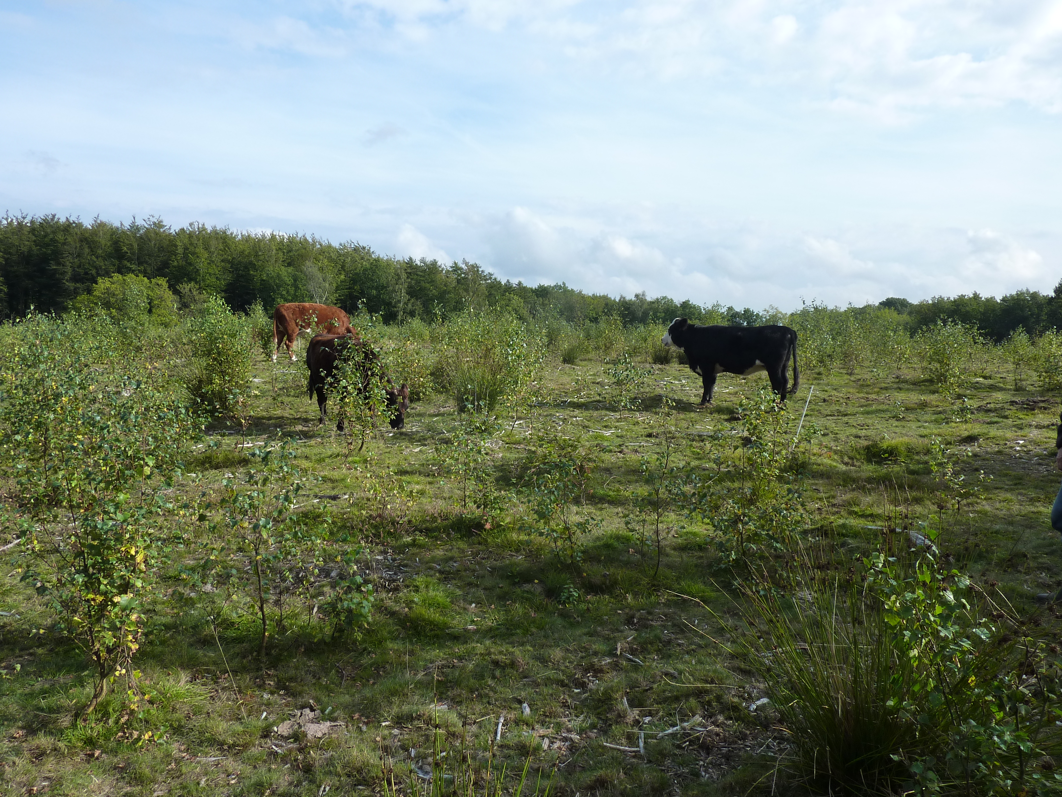 Skovselskabet Poulsker