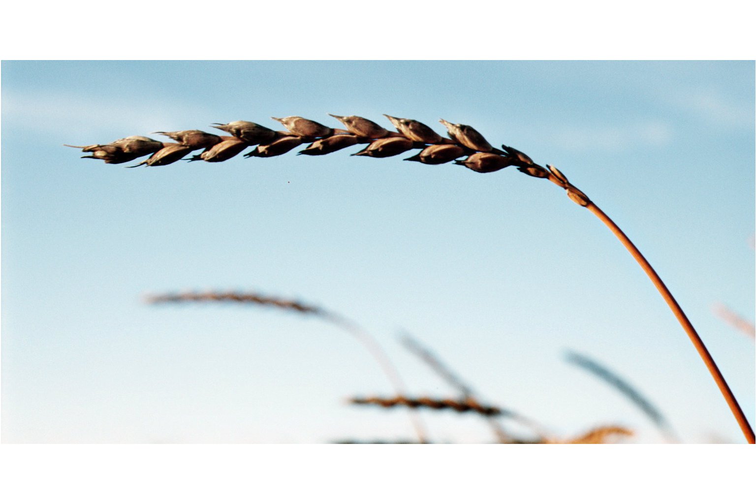 Agrologica, Stinkbrand i spelt.