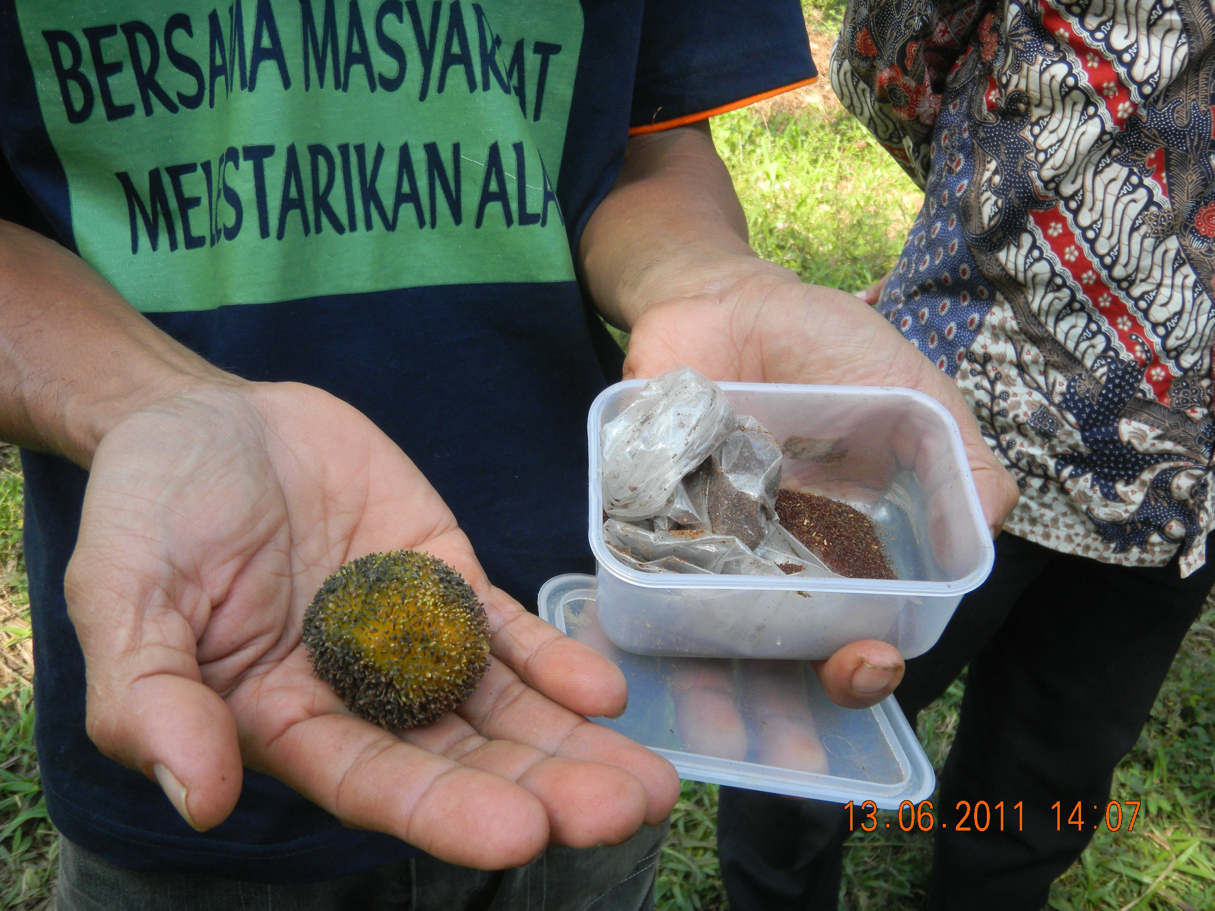 Frø og planteskole på Sulawesi.