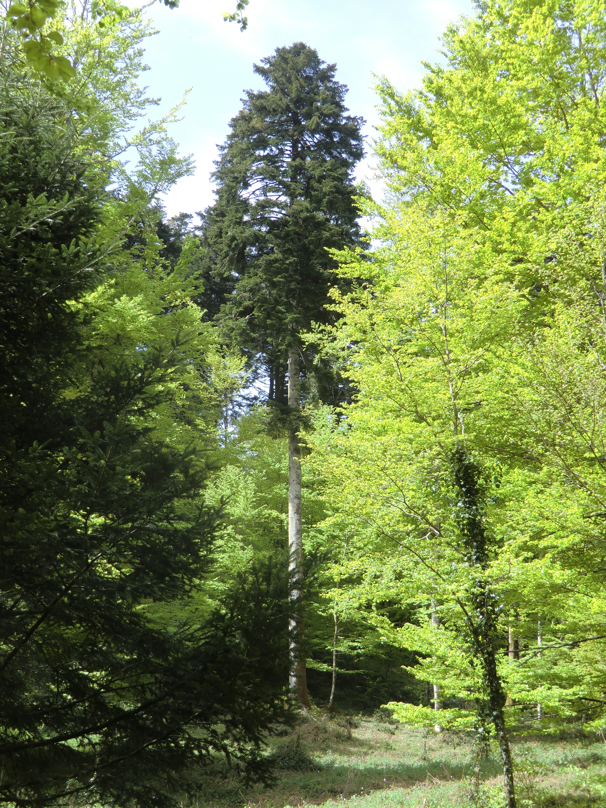 Calabriske skovtræers genetiske diversitet og tilpasningsevne