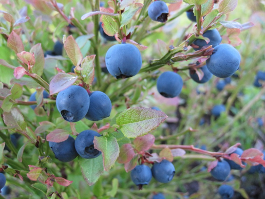 Vurdering af bærkvalitet i danske genressourcer af almindelig blåbær (V. myrtillus) – Ny viden til sortsudvikling og genbevaring