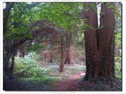 Netværk af arboreter og botaniske haver som “early warning” mod invasive arter