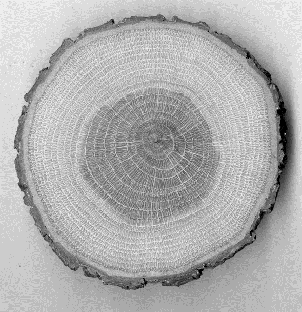 Genetisk variation og fænotypisk plasticitet i vedkarstrukturer i stilkeg (Quercus robur L.)