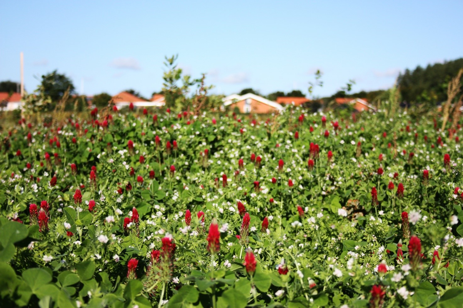 Bæredygtig etablering af vedplantninger, – dækafgrøders uudforskede potentiale