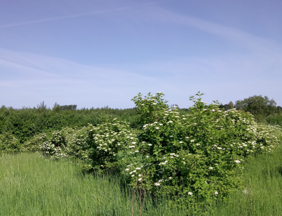 Klimarobusthed i frøkilder af danske træ og buskarter