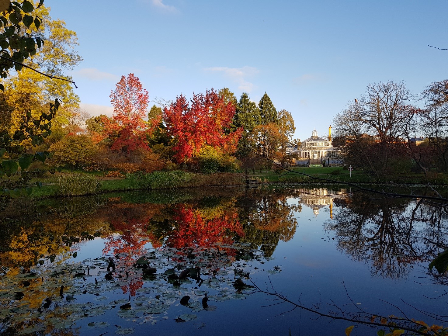 Støtte til projektet ”Botanisk Haves plantesamling er i fare”