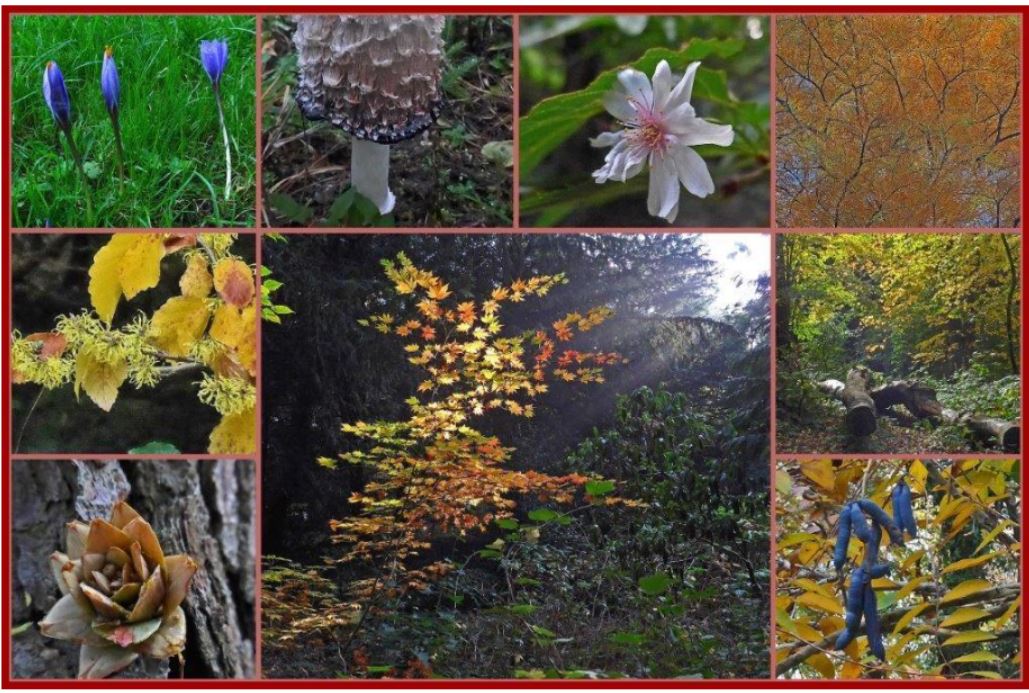 Genopretning af Danmarks ældste Forstbotaniske Have