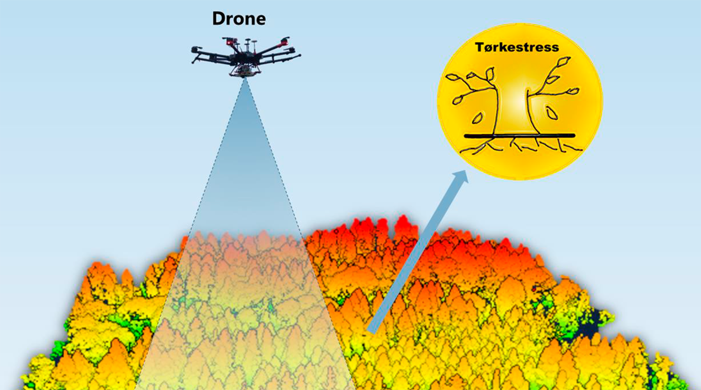 Øget klimatolerance i skov – forbedring af skovtræers tørkeresistens ud fra dronebaserede målinger