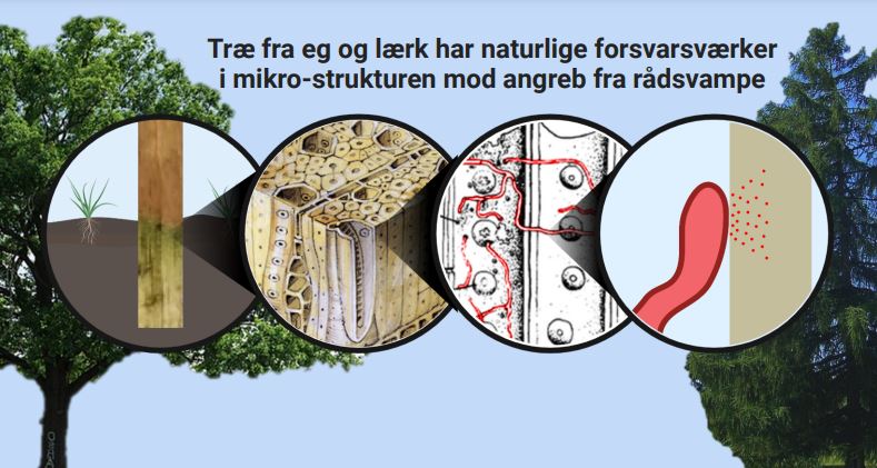 Naturlig holdbarhed: Hvad kan træer lære os om træbeskyttelse?