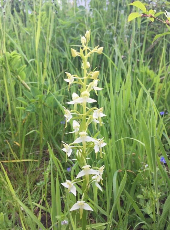 Orkidéers mikrobiom i skov og natur